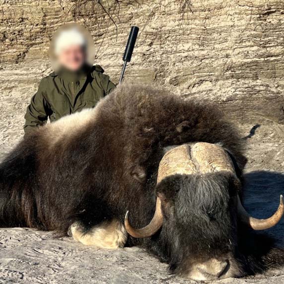 muskox-winter-hunt-2_1